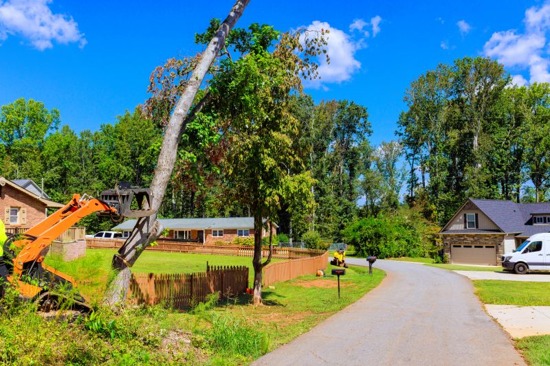 Tree Removal in Action