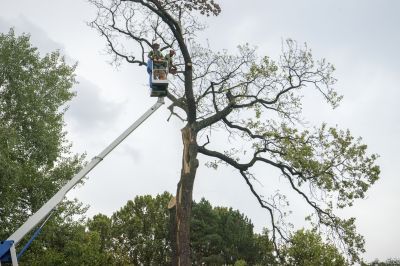 Spring Tree Work