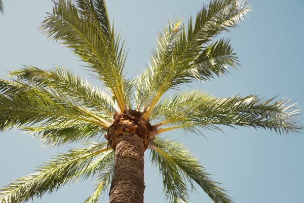 Cost of Palm Tree Removal in Anoka