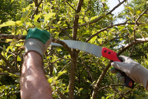 Cost of Small Tree Removal in Anoka