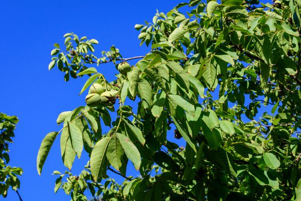 Cost of Walnut Tree Removal in Anoka