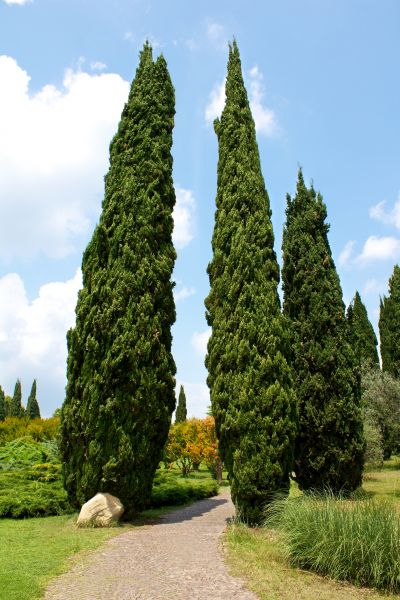 Cost of Cypress Tree Removal in Anoka