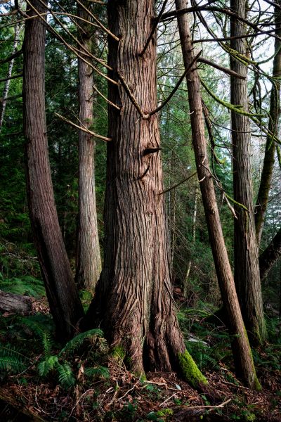 Cost of Cedar Tree Removal in Anoka