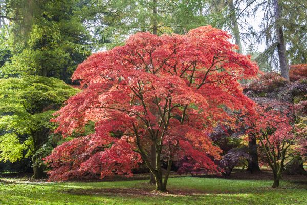 Cost of Maple Tree Removal in Anoka