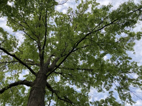 Cost of Oak Tree Removal in Anoka