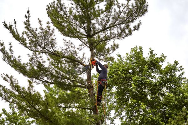 Cost of Pine Tree Removal in Anoka
